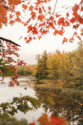 Autumn Woods & Apple 20 oz Liquid Hand Soap